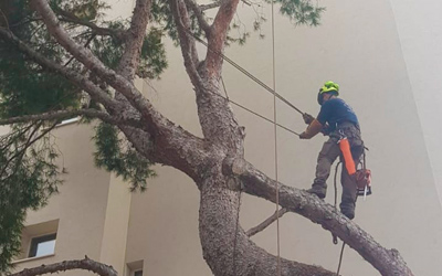 Podas David Osorio persona podando un árbol